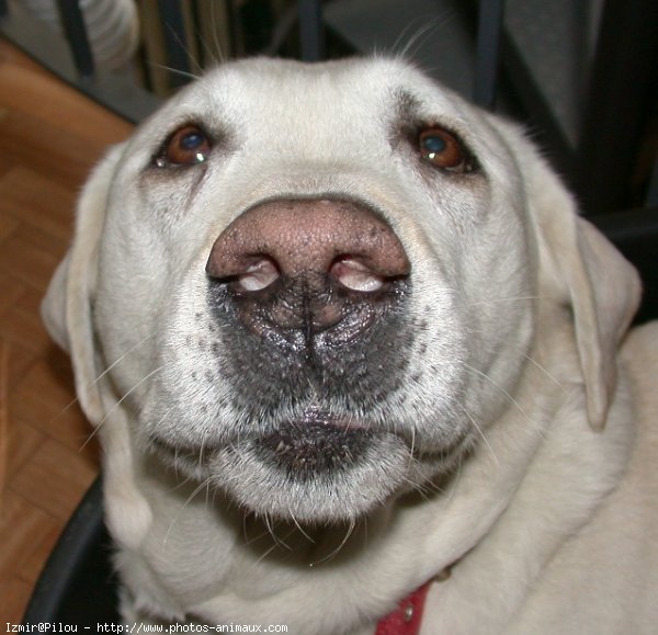 Photo de Labrador retriever