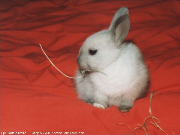 Photo de Lapin