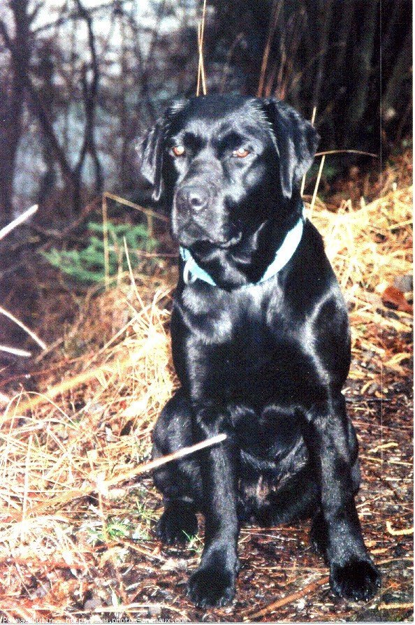 Photo de Labrador retriever