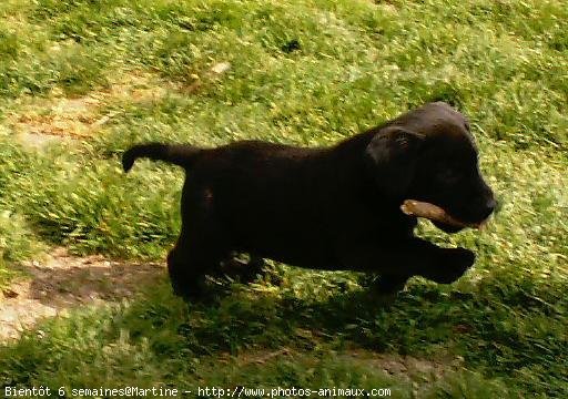 Photo de Labrador retriever