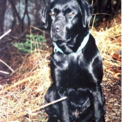 Photo de Labrador retriever