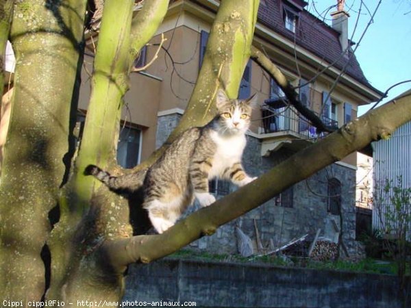 Photo de Chat domestique