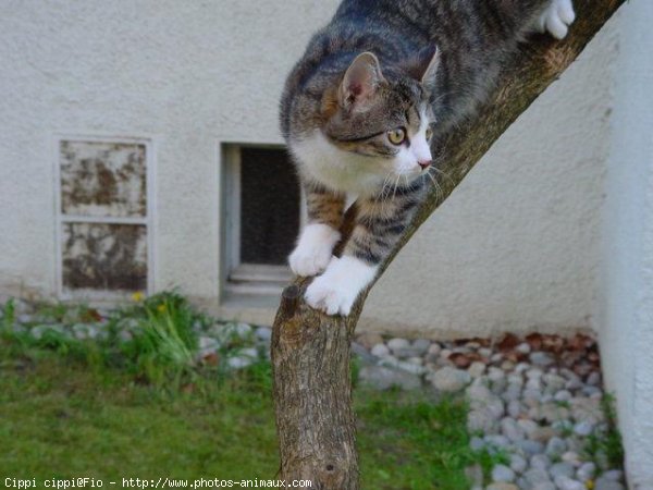 Photo de Chat domestique