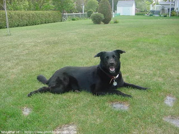 Photo de Labrador retriever