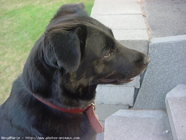 Photo de Labrador retriever