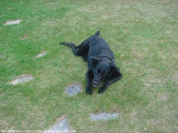 Photo de Labrador retriever