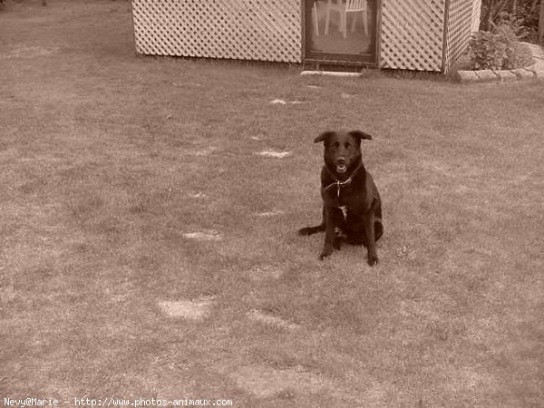 Photo de Labrador retriever