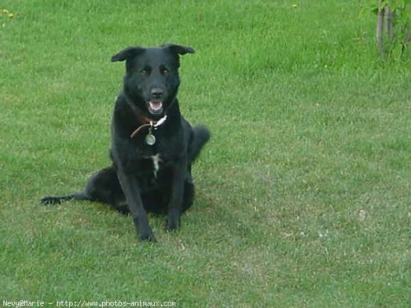 Photo de Labrador retriever