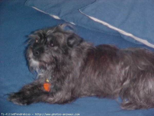 Photo de Cairn terrier