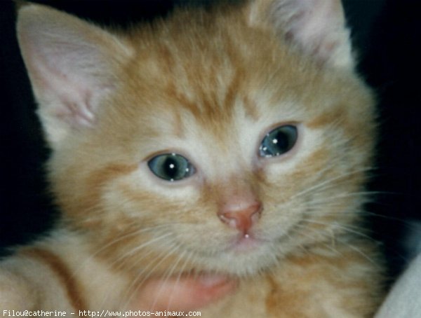 Photo de Chat domestique