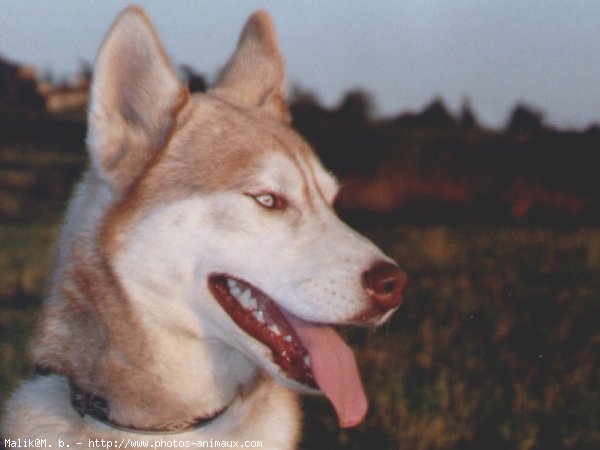 Photo de Husky siberien