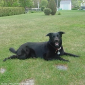 Photo de Labrador retriever