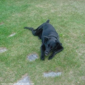 Photo de Labrador retriever