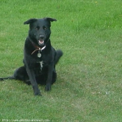 Photo de Labrador retriever