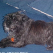 Photo de Cairn terrier