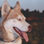 Photo de Husky siberien