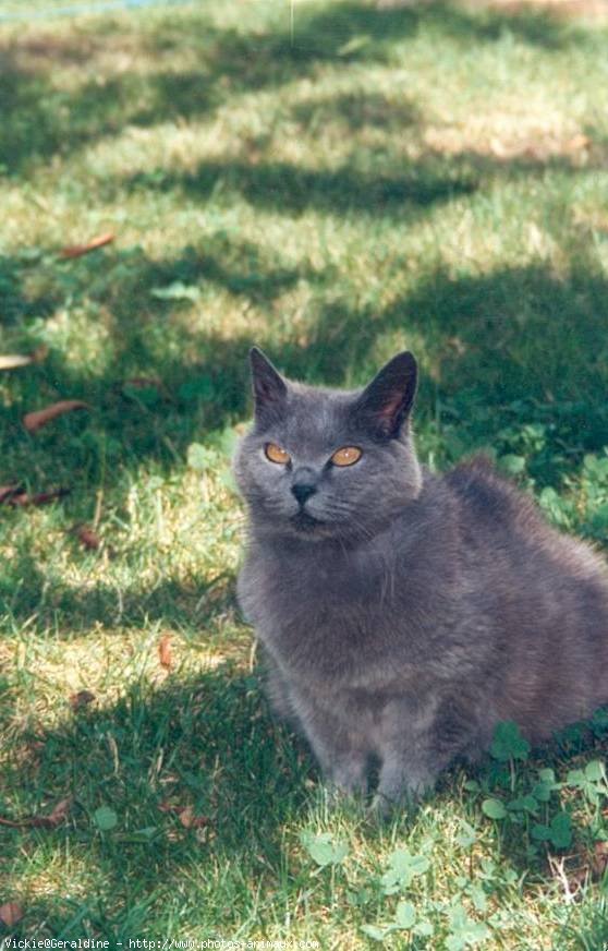 Photo de Chartreux