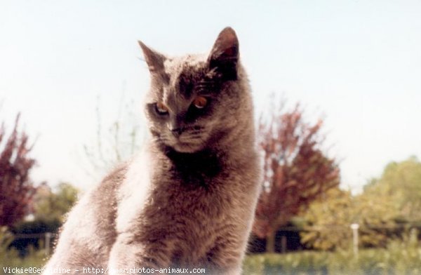 Photo de Chartreux