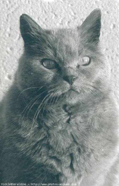 Photo de Chartreux