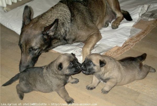 Photo de Berger belge malinois