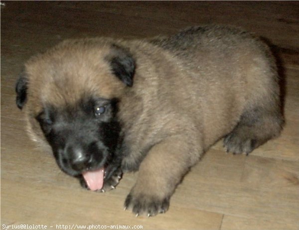 Photo de Berger belge malinois