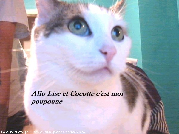 Photo de Chat domestique