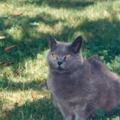 Photo de Chartreux