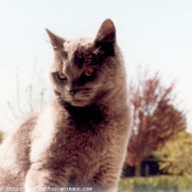 Photo de Chartreux