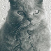 Photo de Chartreux