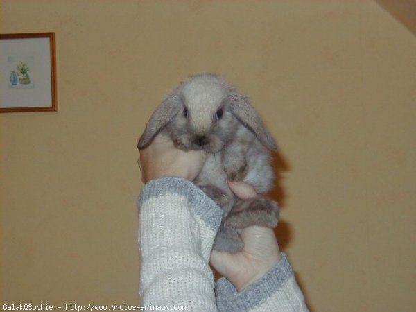 Photo de Lapin