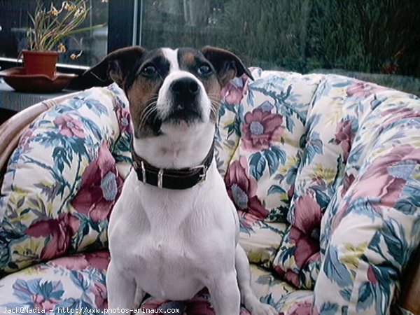 Photo de Jack russell terrier