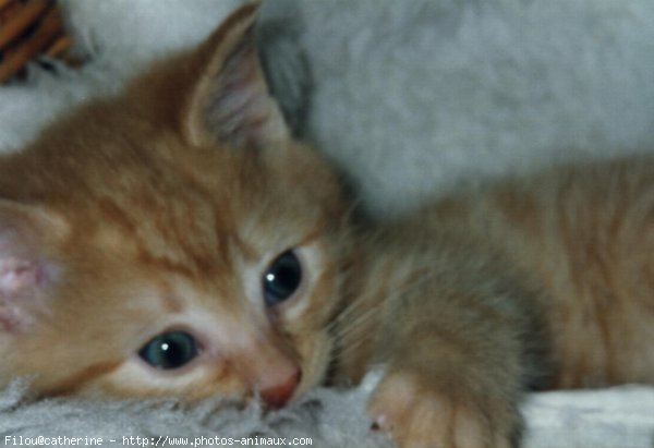 Photo de Chat domestique