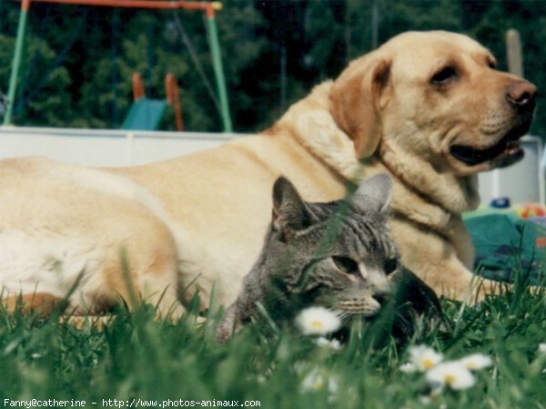 Photo de Labrador retriever