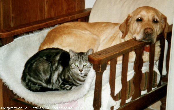 Photo de Labrador retriever