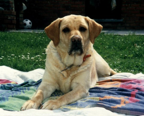 Photo de Labrador retriever