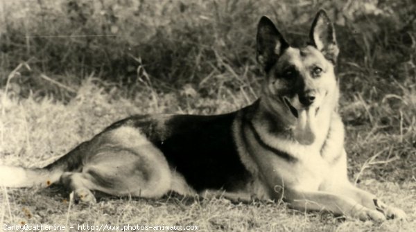 Photo de Berger allemand  poil court