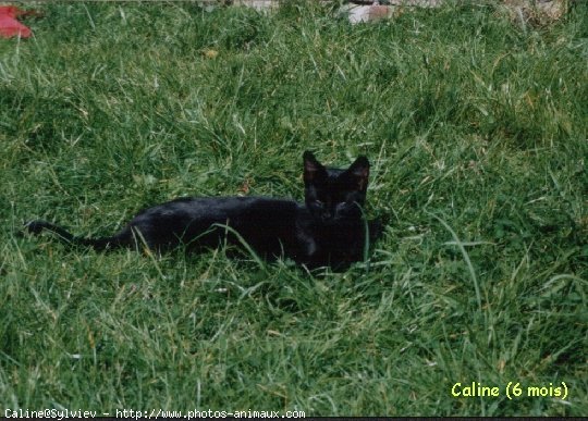 Photo de Chat domestique