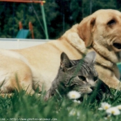 Photo de Labrador retriever