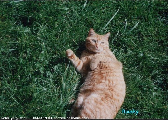 Photo de Chat domestique