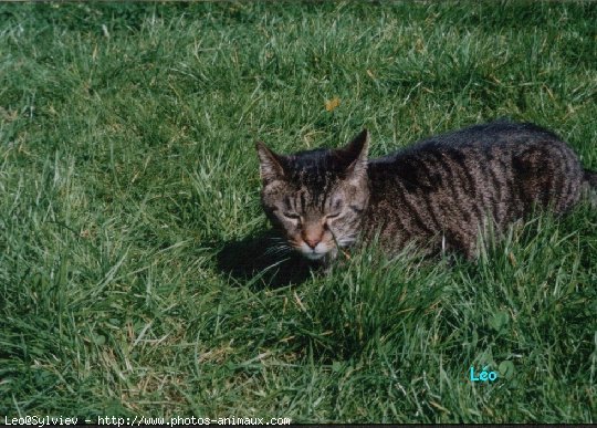 Photo de Chat domestique