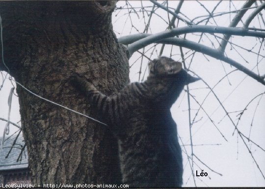 Photo de Chat domestique