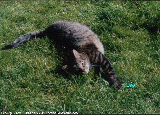 Photo de Chat domestique