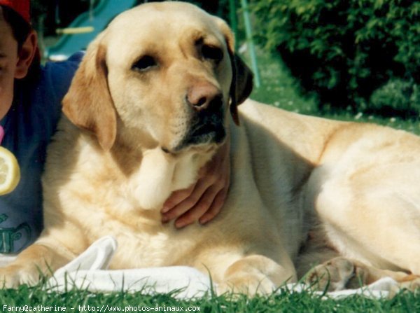 Photo de Labrador retriever