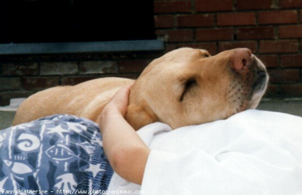 Photo de Labrador retriever