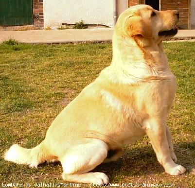 Photo de Labrador retriever