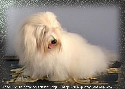 Photo de Coton de tulear