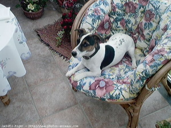 Photo de Jack russell terrier