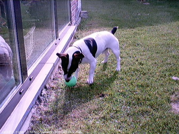 Photo de Jack russell terrier