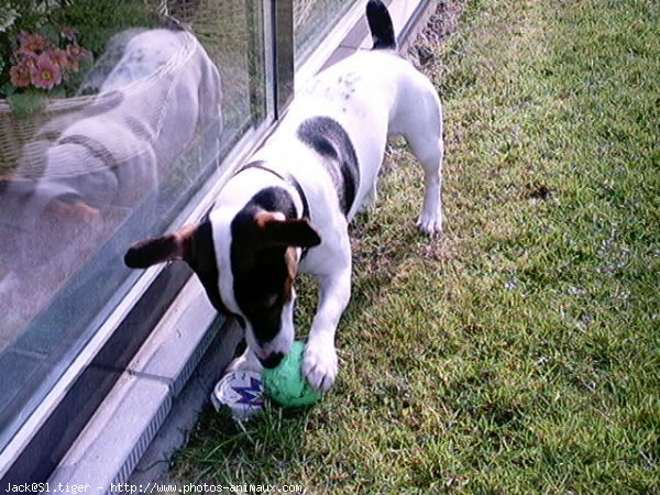 Photo de Jack russell terrier