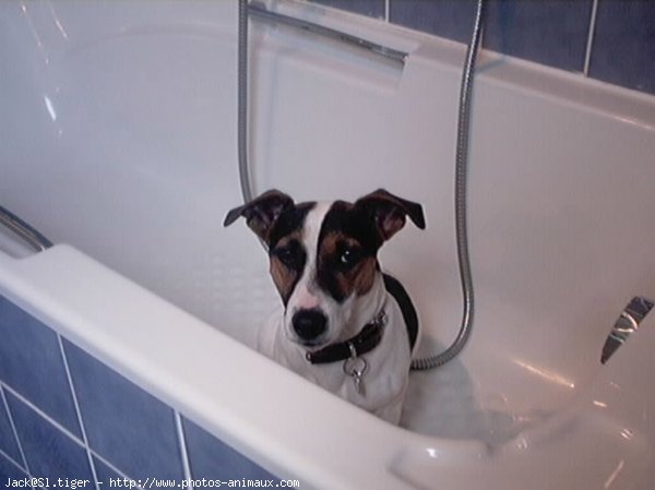 Photo de Jack russell terrier